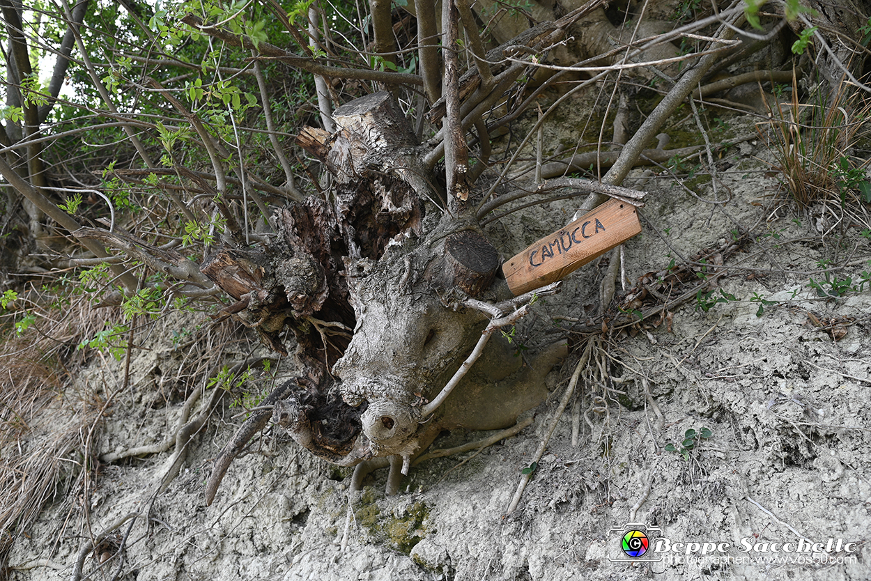 VBS_3280 - Mango (Cuneo) - Gnomovia.jpg